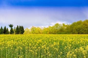 Obraz premium Rapsfeld im Frühling