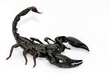 Black Scorpion on white background.