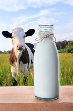 Bottle of milk with cows on the background