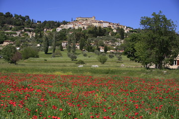 des coquelicots à Callian