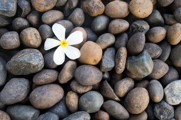 Fototapeta na wymiar White frangipani flower on black stone. White plumeria flower in stone background for spa.