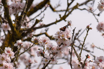 butterfly springtime flowers