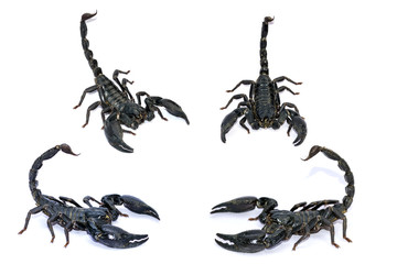Black Scorpion isolated on white background.