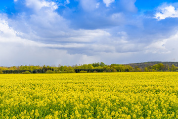 Rapsfeld im Fr&uuml;hling