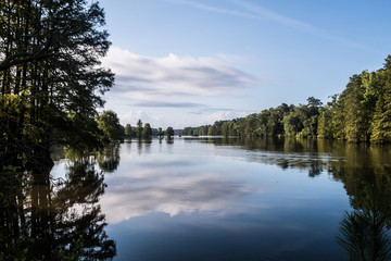 Forest trees at Stumpy Lake in Virginia Beach, Virginia. 