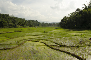 Fototapeta na wymiar rice terraces in the village and the lake