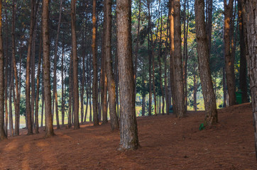 pine trees at Pang Ung, Mae Hong Son Province, Thailand