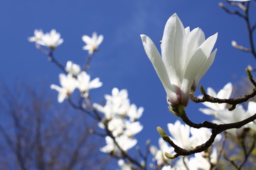 magnolia blossoms against the blue sky/ magnolia blossoms against the blue sky