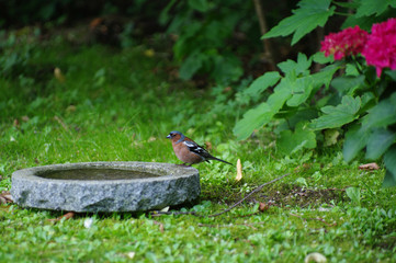 Buchfink an Vogeltränke