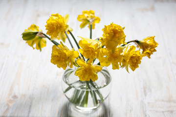 daffodils