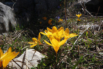 Blossom yellow crocuses 