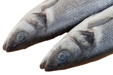 raw seabass fish