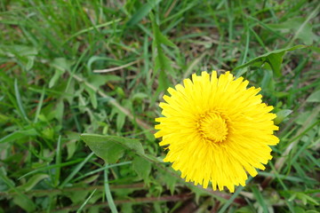 yellow sow-thistle growing on green meadow