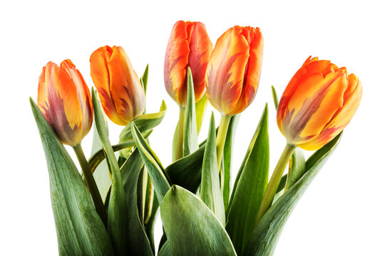 Bouquet of orange tulips on white