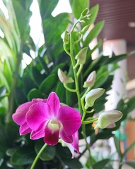 Stem of Pink Orchid Flowers or Phalaenopsis