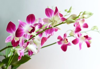 Fototapeta na wymiar Beautiful Purple Streaked Orchid Flowers or Phalaenopsis