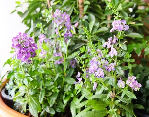 Obraz premium Purple Sage Flowers or Salvia Officinalis Flowers