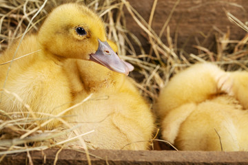 Yellow little fluffy ducks on the hay