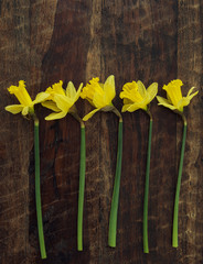 Yellow daffodils on a dark wooden table