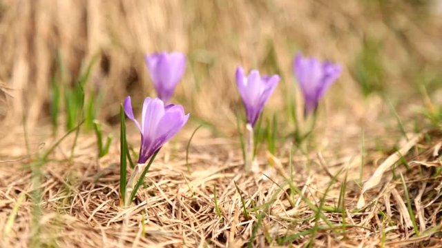 Fleurs de crocus