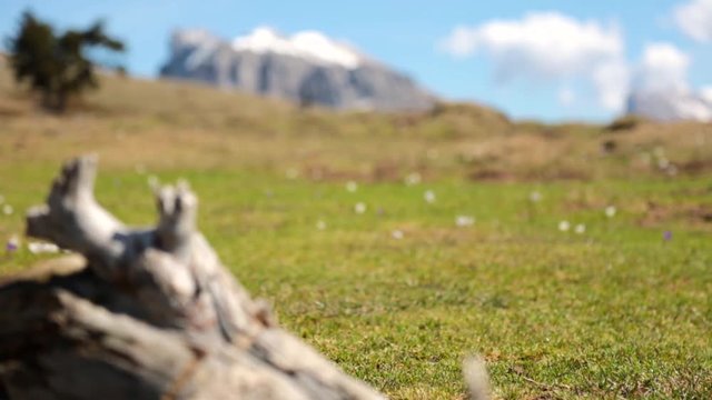 Alpage et fleurs de crocus