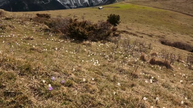 Tapis de crocus