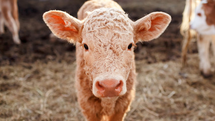 Calf in a corral close up.