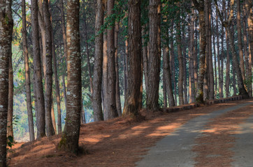 Obraz premium pine trees at Pang Ung, Mae Hong Son Province, Thailand