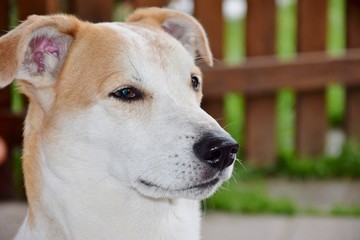 
photo of the dog, jack russell terrier