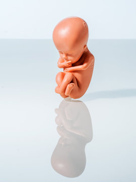 Embryo Modell. F&ouml;tus als Symbol f&uuml;r Abtreibung, Schwangerschaf