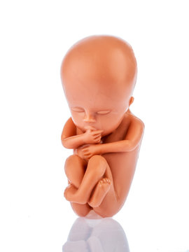 Embryo Modell. Fötus als Symbol für Abtreibung, Schwangerschaf