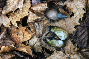 armor of a cockleshell and snail on yellow leaves