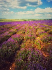 Fototapeta na wymiar field of lavender in Crimea, Ukraine