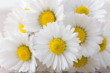 Bouquet of fresh daisies as natural background