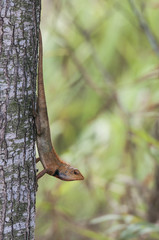 Changeble Lizard (Calotes Versicolor) with clipping path