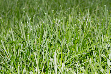 Morning dew on the grass