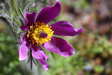 Pasqueflower/ flowering Pasqueflower