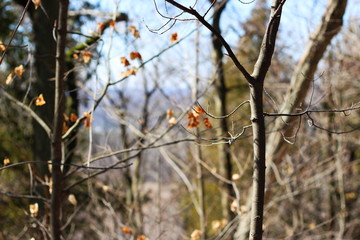 Woodland through the trees
