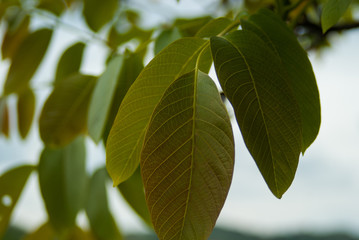 Fototapeta na wymiar Leaves on branch