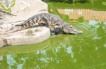 Closeup crocodile in alligator pond background