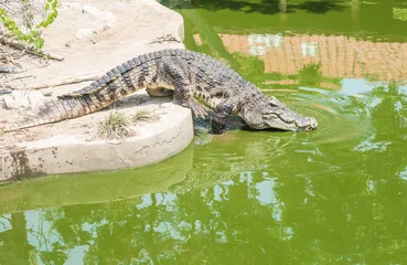 Papier Peint photo autocollant Crocodile Closeup crocodile in alligator pond background