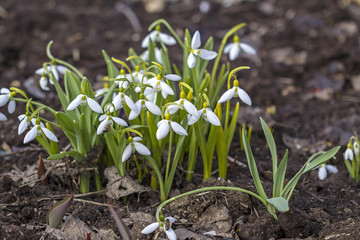 Beautiful white spring flowers snowdrops, Galanthus nivalis.