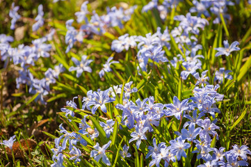Scilla blooming during spring in Sweden