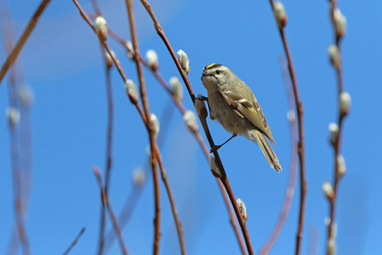 Roitelet &agrave; couronne dor&eacute;e