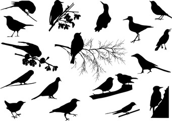 eighting small black birds collection