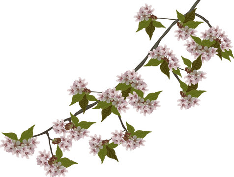 spring isolated large branch with pink blooms