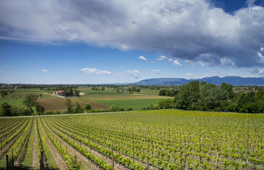 Fototapeta na wymiar vineyard in the Po Valley
