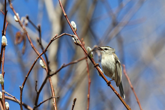 Roitelet &agrave; couronne dor&eacute;e