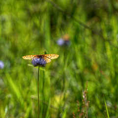 orange butterfly on green background, left