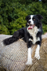 Border Collie